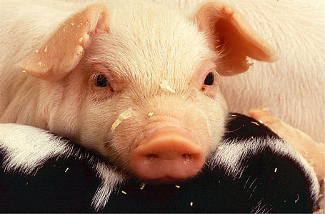 돼지, 돼지고기, 돼지, 농장, 농업, 돼지, 코 딱지