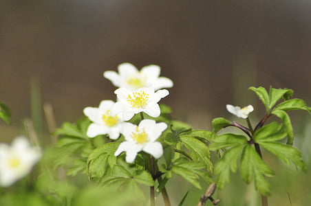spring, anemone, green, nature
