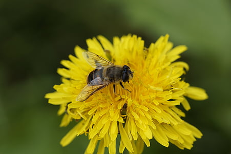 abella, tancar, dent de Lleó, recol·lectar, pol·linització, flor, flor