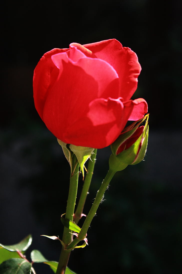 макрос, Троянда, квітка, червоний пелюстки, Пекін, Ботанічний сад, Пахощі