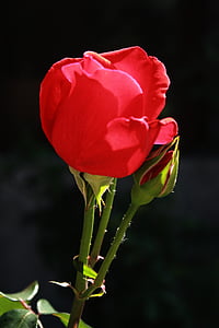макрос, Роза, цвете, червени венчелистчета, Пекин, ботаническа градина, тамян