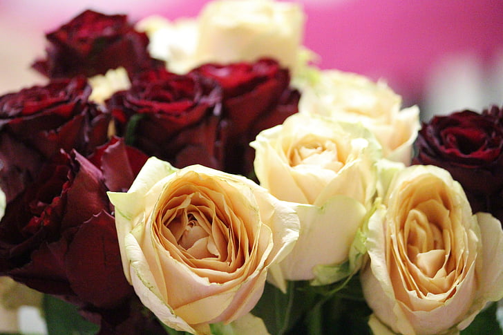 τριαντάφυλλο, άνθος, άνθιση, μπουκέτο με τριαντάφυλλα, κόκκινο, σολομός, λουλούδι