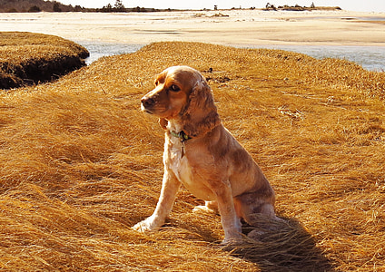 šuo, Kokerspanieliai, paplūdimys, Cape cod, Cocker, šunų, spanielis