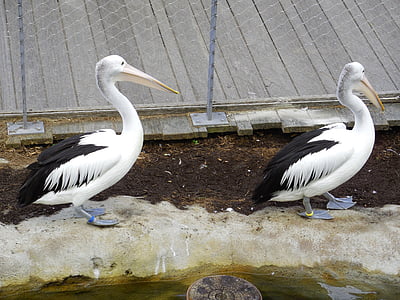 Pelican, casal de pelicano, natureza, casal