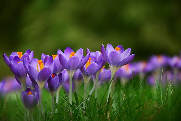 Šafrán, jarní květiny, frühlingsanfang, jaro, rané bloomer, fialový květ, louka