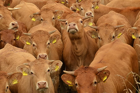 tehén, szarvasmarha, az állattenyésztés, állomány, együtt, barna, állat