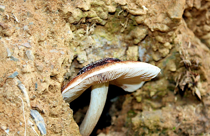 champignon de disque, champignon, nature, automne, brun clair, fermer, chapeau de champignon