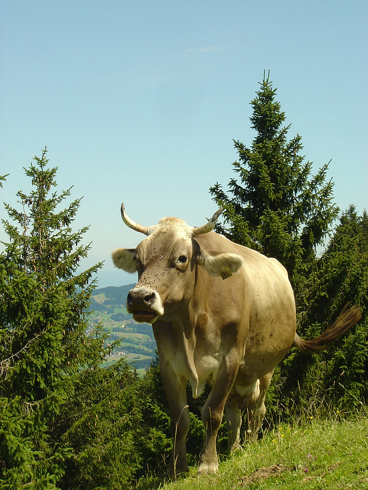 mountains, cow, trail, alm, switzerland
