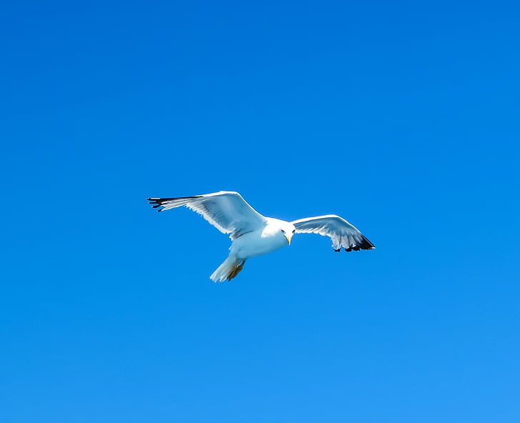 Gavina, ocell de mar, blanc, mirant, Mar, natura, vida silvestre