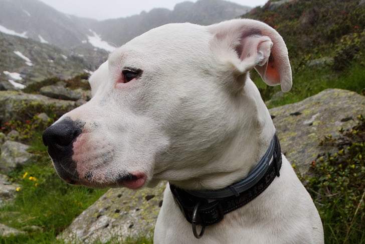 cão, retrato animal, animal de estimação, fotografia da vida selvagem, cabeça, Dogo argentino, animal