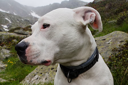 hunden, dyr portrett, kjæledyr, naturfotografer, hodet, Dogo argentino, dyr
