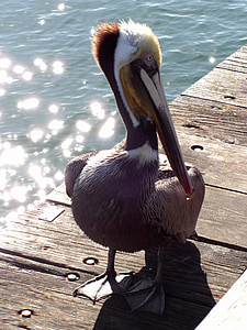 Pelican, pájaro, aves marinas