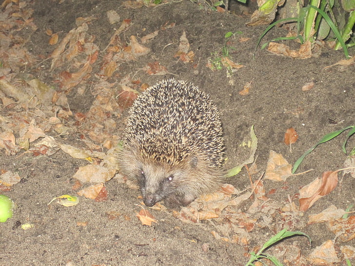 hedgehog, spur, hibernation, nocturnal, animal, autumn, mammal