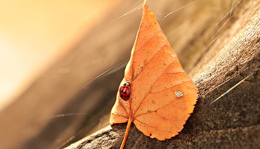 ladybug, leaves, foliage leaf, insect, beetle, nature, autumn