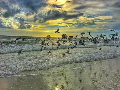 flock, Seagulls, stranden, Shore, fåglar, molnet, moln