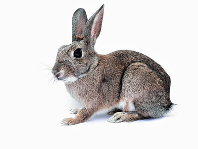 กระต่าย, กระต่าย, สัตว์เลี้ยง, น่ารัก, แยก, สีขาว, พื้นหลัง