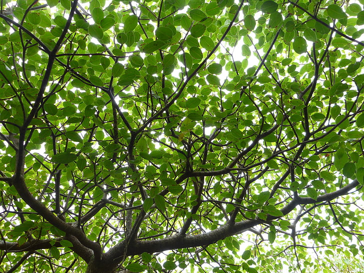 canopée, feuilles, arbre, feuillage