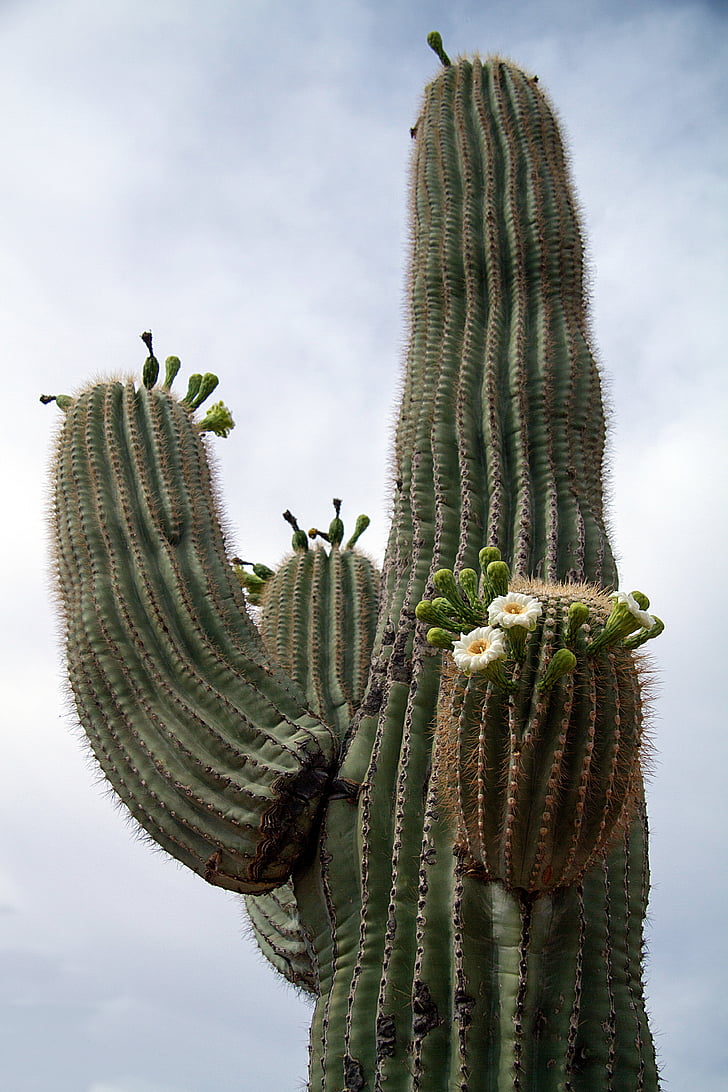 USA, Arizona, Kaktus, Wüste