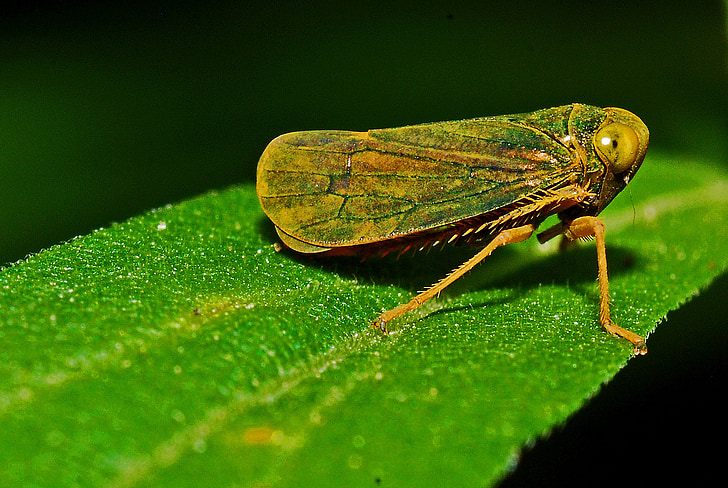 leafhopper, macro, insect, biology, nature, ecology, animal