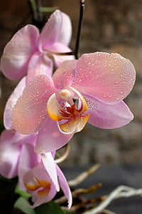 орхидея, цветя, красота, красиво цвете