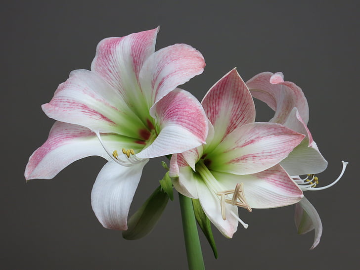 amaryllis, white, pink, flower, blossom, bloom, close