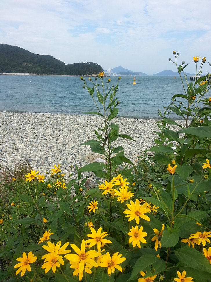 beach, flowers, autumn, lake, sea, mountain, nature
