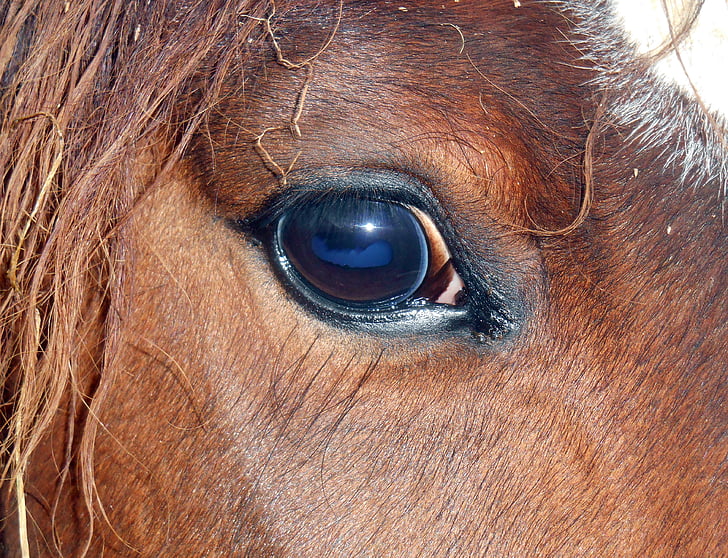 Horse eye, häst, närbild, Œil, ögonfransar, Titta, hästdjur