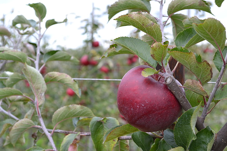 Apple, röd, frukt, hösten, Plantation, Apfelernte, odling