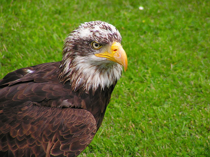Bald eagle, vadītājs, mláďě, plēsoņa, putns, ērglis, knābis