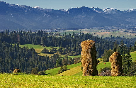 haymaking, harvest, kopki hay, stacks of hay, view, landscape, nature