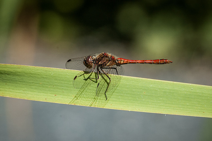 Dragonfly, hmyz, Příroda, Zavřít, zvíře