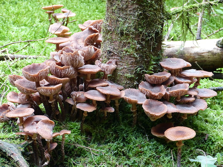 mushrooms, autumn, nature, forest