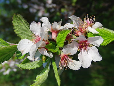 vyšnia, žydėti, pavasarį, gali, žydinčios japoniškos sakuros, baltos gėlės, gėlės
