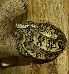 Python, ular, karpet python, konstriktor, reptil, hewan, Tutup