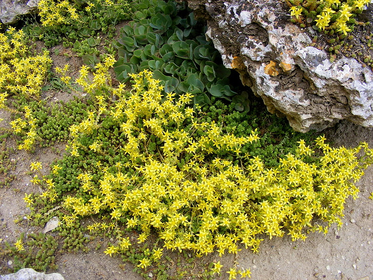 flowers, yellow, plants, rock, stone