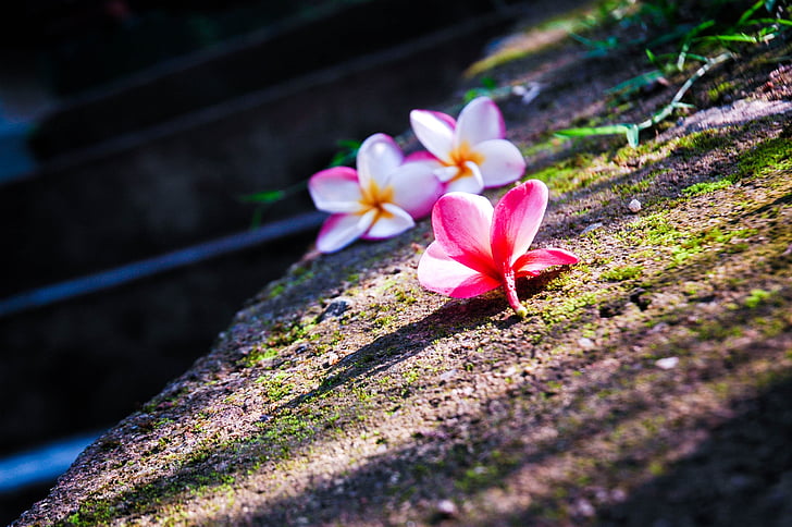 araliya, Plumeria, blomst, Sri lanka