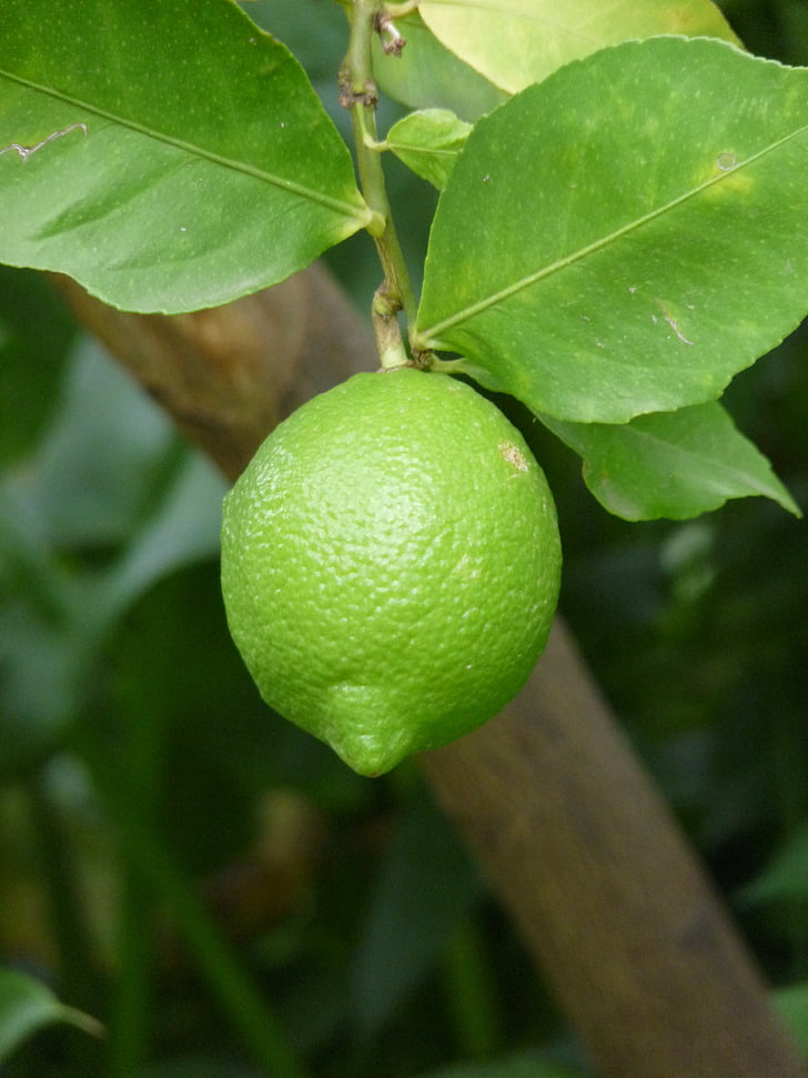 limone, branch, nature, green, leaves, citrus Fruit, fruit