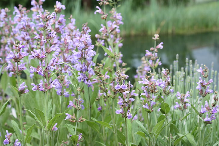 sage, flower, sage flower, medicinal herb, purple