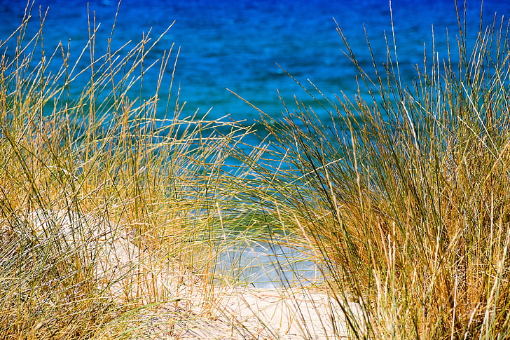 jūra, smėlio, nendrių, paplūdimys, mėlyna, žalia, geltona