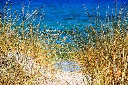 sea, sand, reed, beach, blue, green, yellow