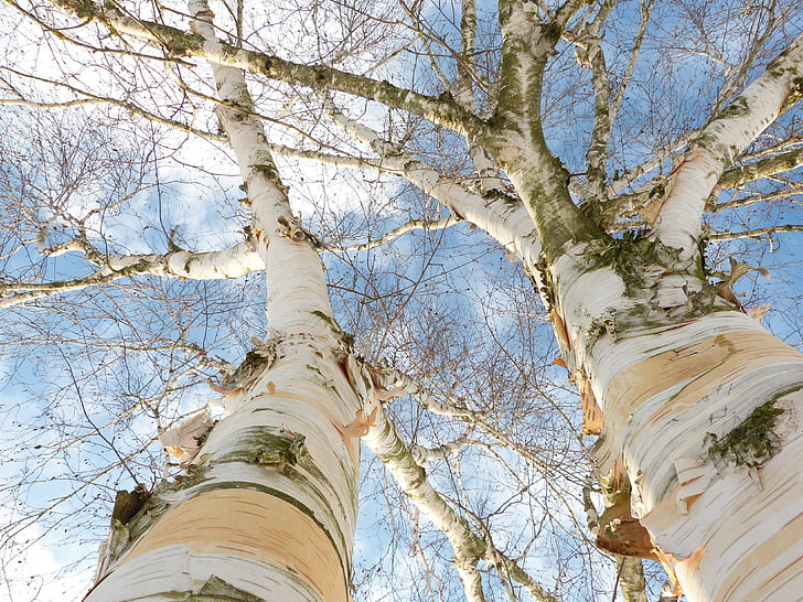 Birch, kulit, putih, kulit pohon, ke langit, pohon, batang pohon