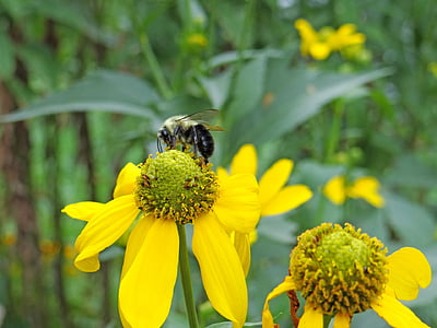lebah, penyerbukan, lebah pekerja, serangga, serbuk sari, penyerbukan, penyerbukan
