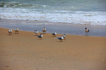 чайки, птици, плаж, пясък, органични, лети, Криле