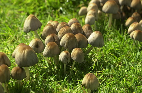 funghi, Toadstool, fungo, autunno, stagione, piccolo, Woodland