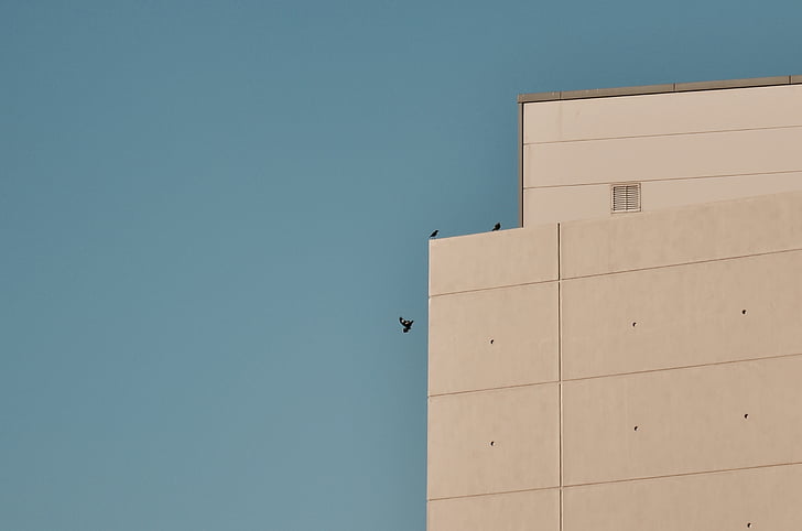 burung, bangunan, dinding beton, terbang, melompat, pola, bentuk