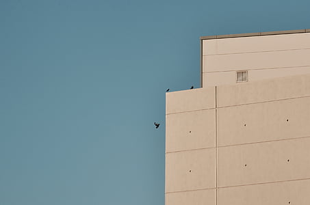 ptice, zgrada, betonski zidovi, letjeti, skok, uzorak, oblika