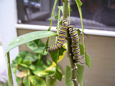 Caterpillar, Monarch, sommerfugl, milkweed, plante, uden for, natur