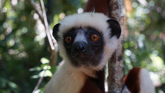 lemur, lice, šuma, životinjske teme, jedna životinja, se fokusirati na prednji plan, na otvorenom