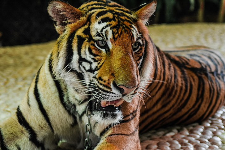 tiger, cat, portrait