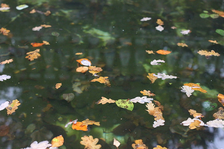 lišće, ribnjak, vode, zelena, jesen, jesen